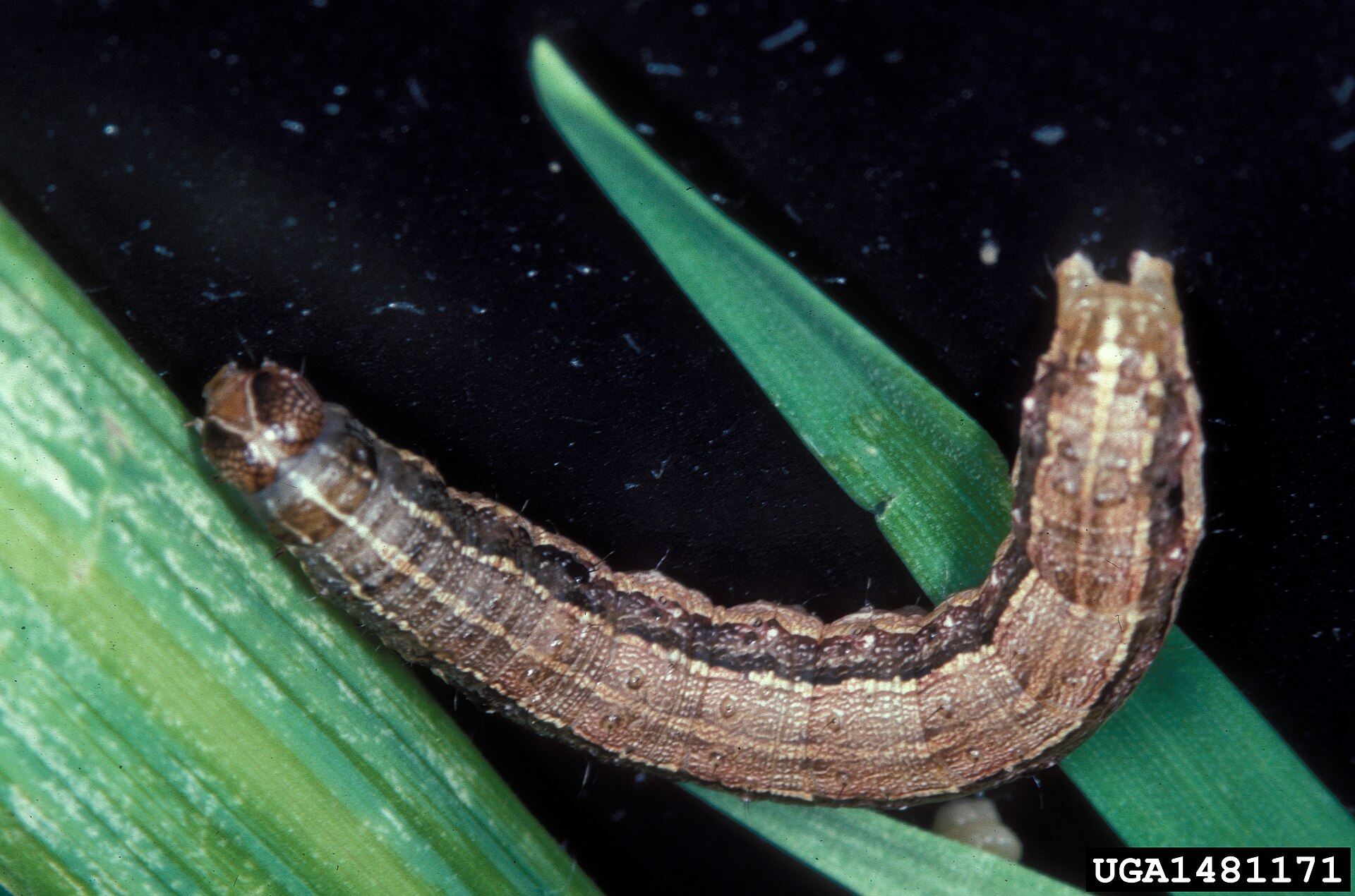 armyworm control in jacksonville fl, lawn pest control in st augustine fl, lawn treatment in st johns county fl