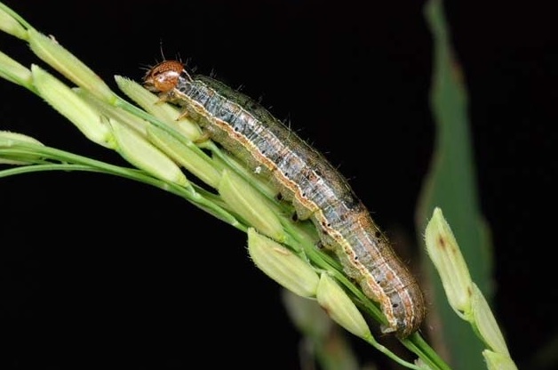 armyworm control in jacksonville fl, lawn treatment in ponte vedra fl, lawn pest control in st johns county fl