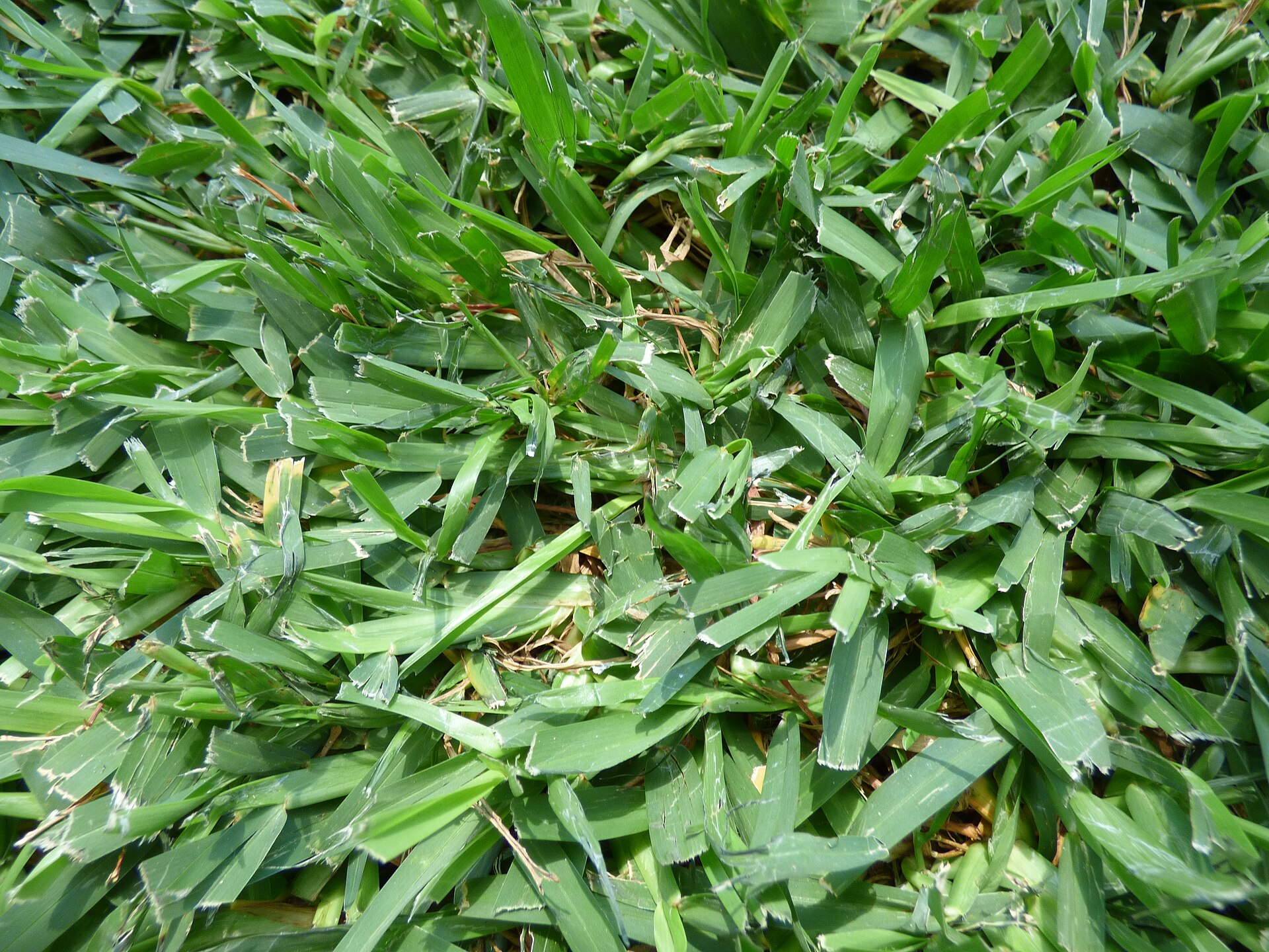 lawn aeration in jacksonville fl, lawn care in st augustine fl, lawn treatment in world golf village fl