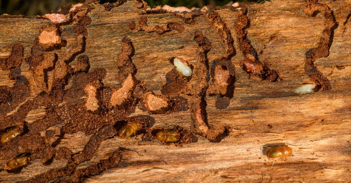 termite damage in jacksonville fl, termite control in julington creek fl, termite inspection in st augustine fl