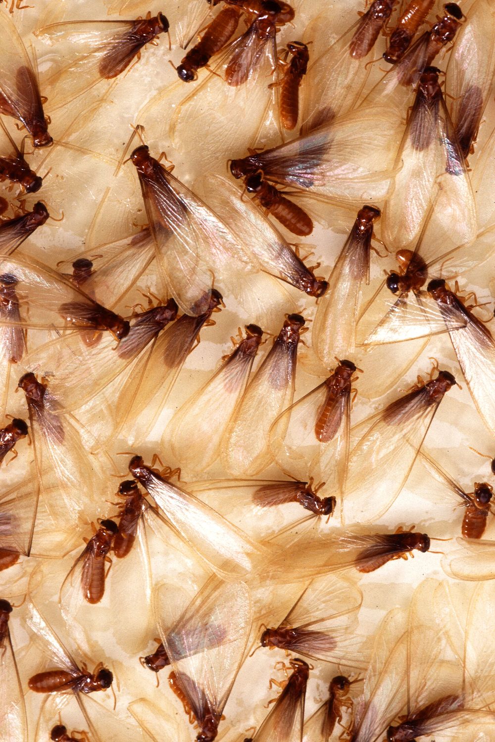 termite inspection in jacksonville fl, termite control in ponte vedra beach fl, termite treatment in st johns county fl