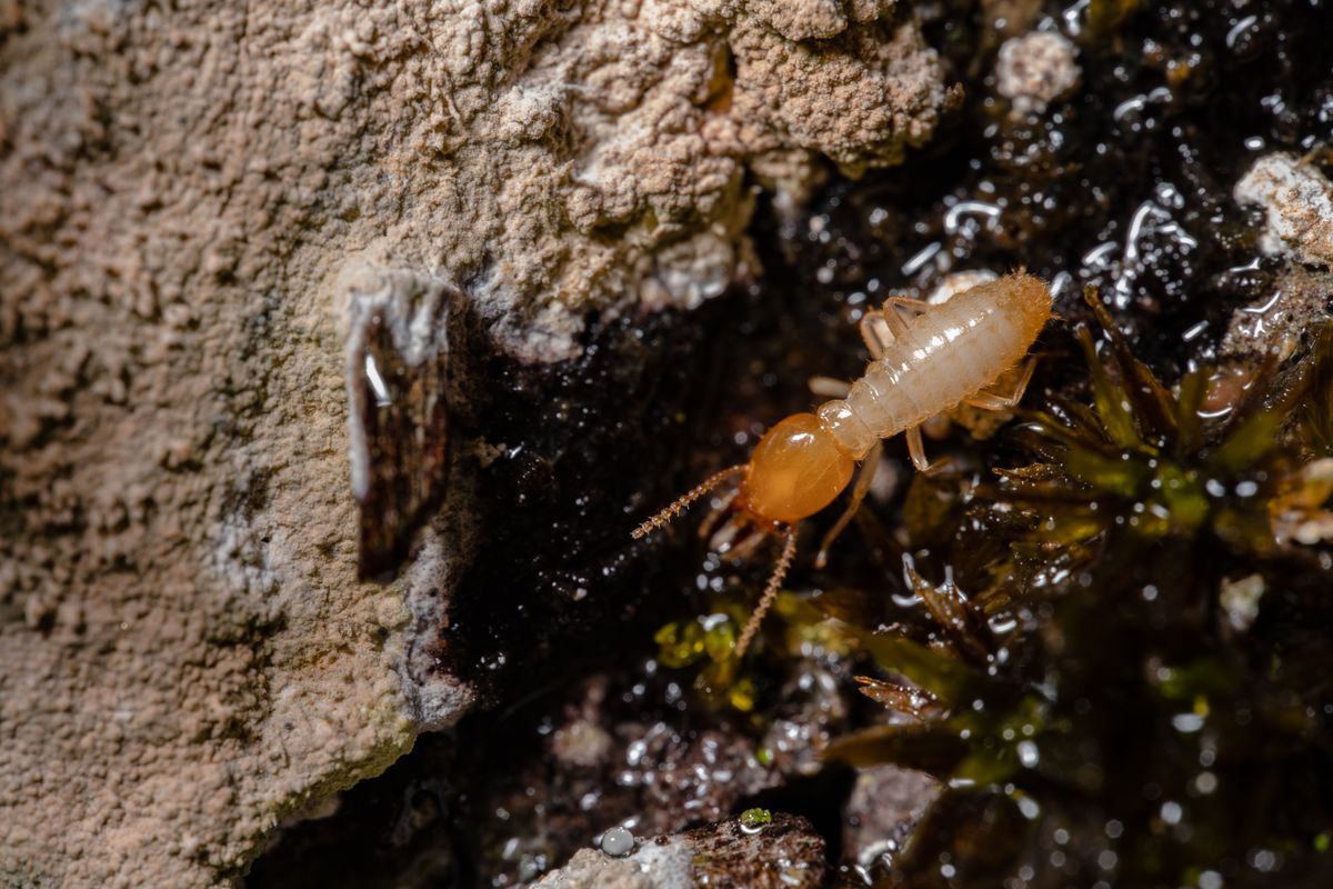 termite control in jacksonville fl, termite inspection in st augustine fl, termite treatment in st johns county fl