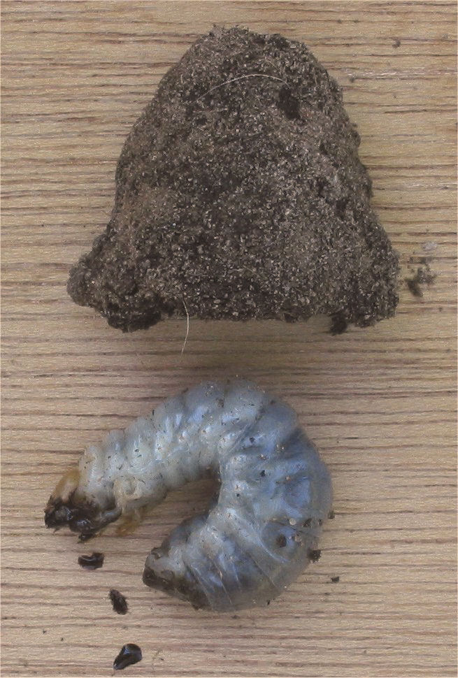 grub control in jacksonville fl, lawn pest control in st augustine fl, lawn treatment in st johns county fl