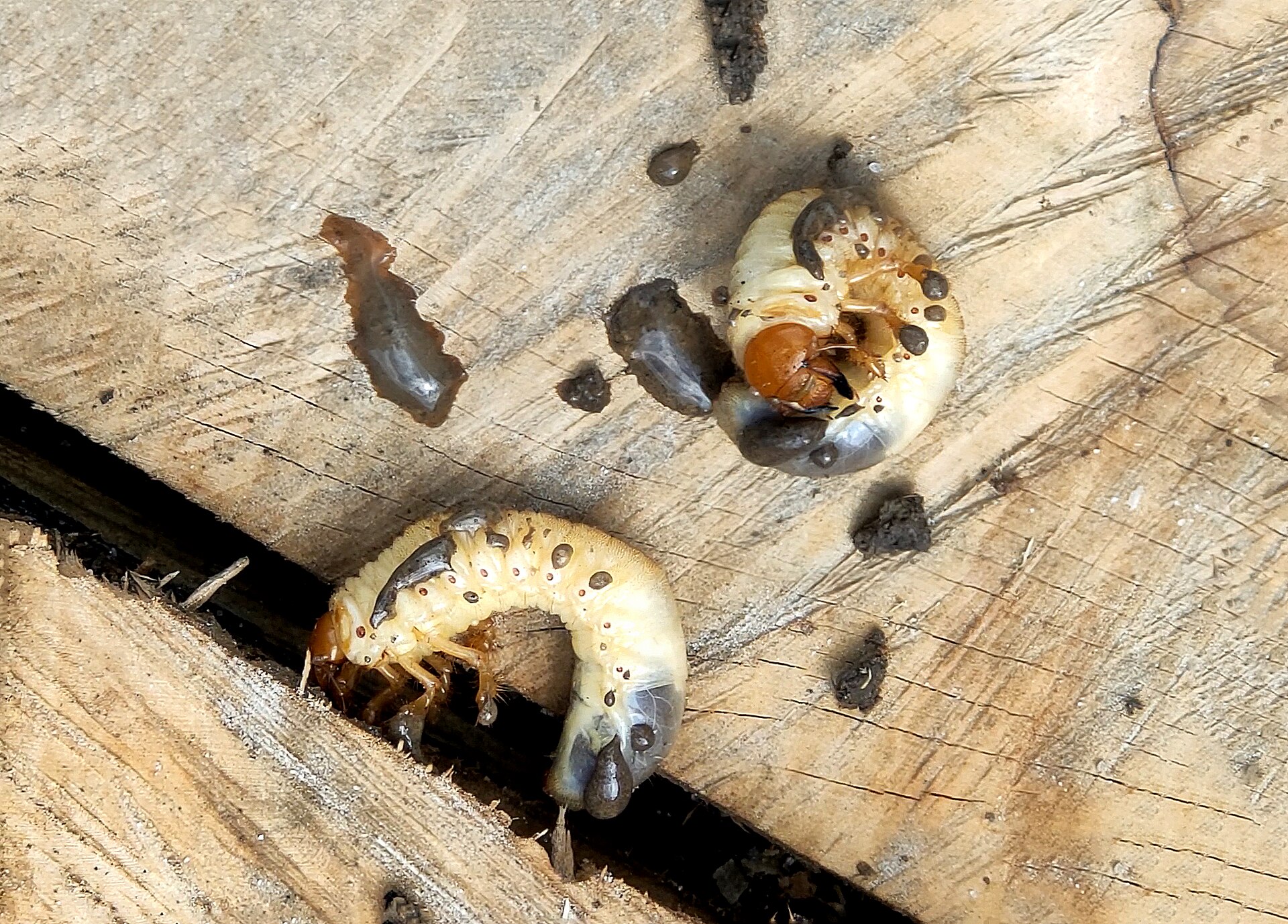 grub control in jacksonville fl, lawn pest control in st augustine fl, lawn treatment in st johns county fl